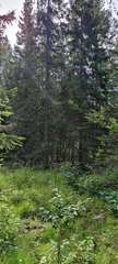 Picea × fennica