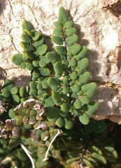 Argyrochosma jonesii