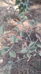 Malacomeles denticulata