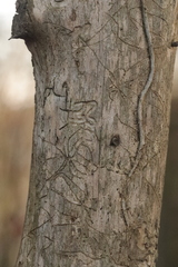 Pityogenes chalcographus