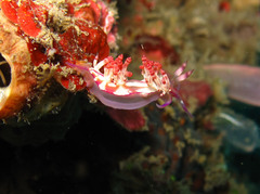 Coryphellina flamma