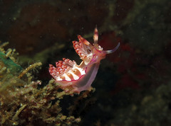 Coryphellina flamma