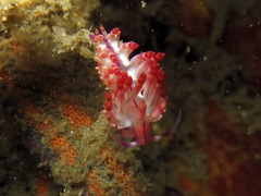 Coryphellina flamma