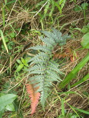 Polystichum neozelandicum neozelandicum