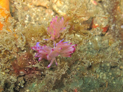 Coryphellina rubrolineata