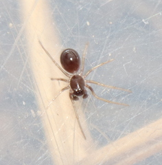 Zodariidae