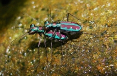 Jansenia azureocincta