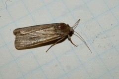 Mythimna unipuncta