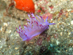 Coryphellina aurora