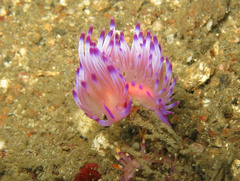 Coryphellina rubrolineata