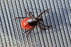 Ixodes ricinus