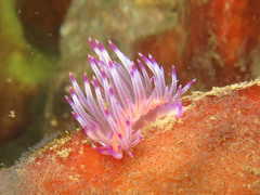 Coryphellina rubrolineata