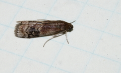Euzophera semifuneralis