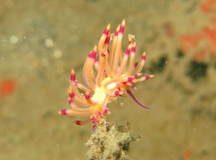 Coryphellina