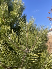 Pinus