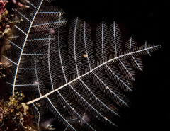 Macrorhynchia philippina