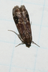 Euzophera semifuneralis