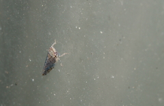 Paraphlepsius irroratus