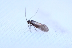 Elipsocus