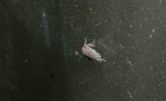 Paraphlepsius irroratus