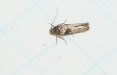 Walshia miscecolorella
