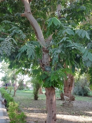 Saraca indica