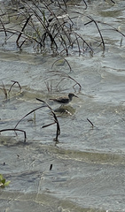 Calidris alba