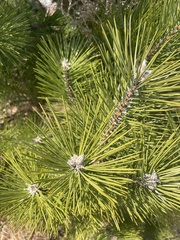 Pinus