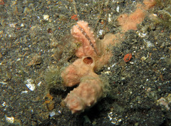 Crenatula