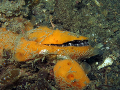 Crenatula