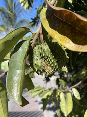 Annona muricata
