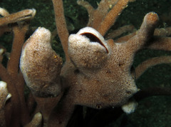 Crenatula