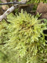 Brachythecium rutabulum