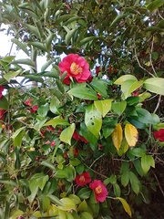 Camellia japonica