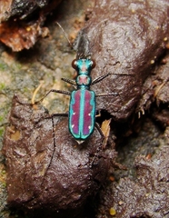 Jansenia azureocincta