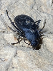 Blaps mucronata