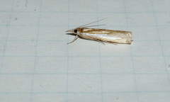 Crambus praefectellus