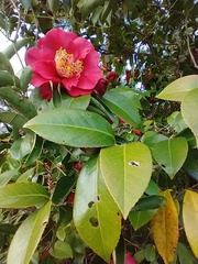 Camellia japonica
