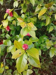Camellia japonica