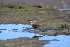 Cinclodes patagonicus