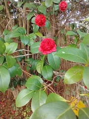 Camellia japonica