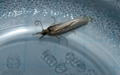 Crambus praefectellus