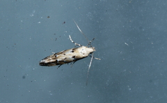 Coleotechnites coniferella