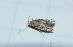 Coleotechnites coniferella