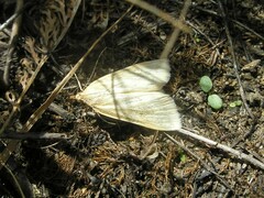 Loxostege turbidalis