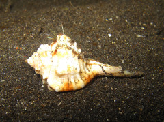Gutturnium