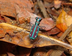 Jansenia azureocincta