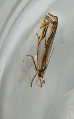 Crambus agitatellus