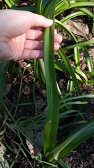 Allium triquetrum