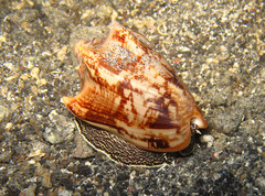 Cymbiola vespertilio